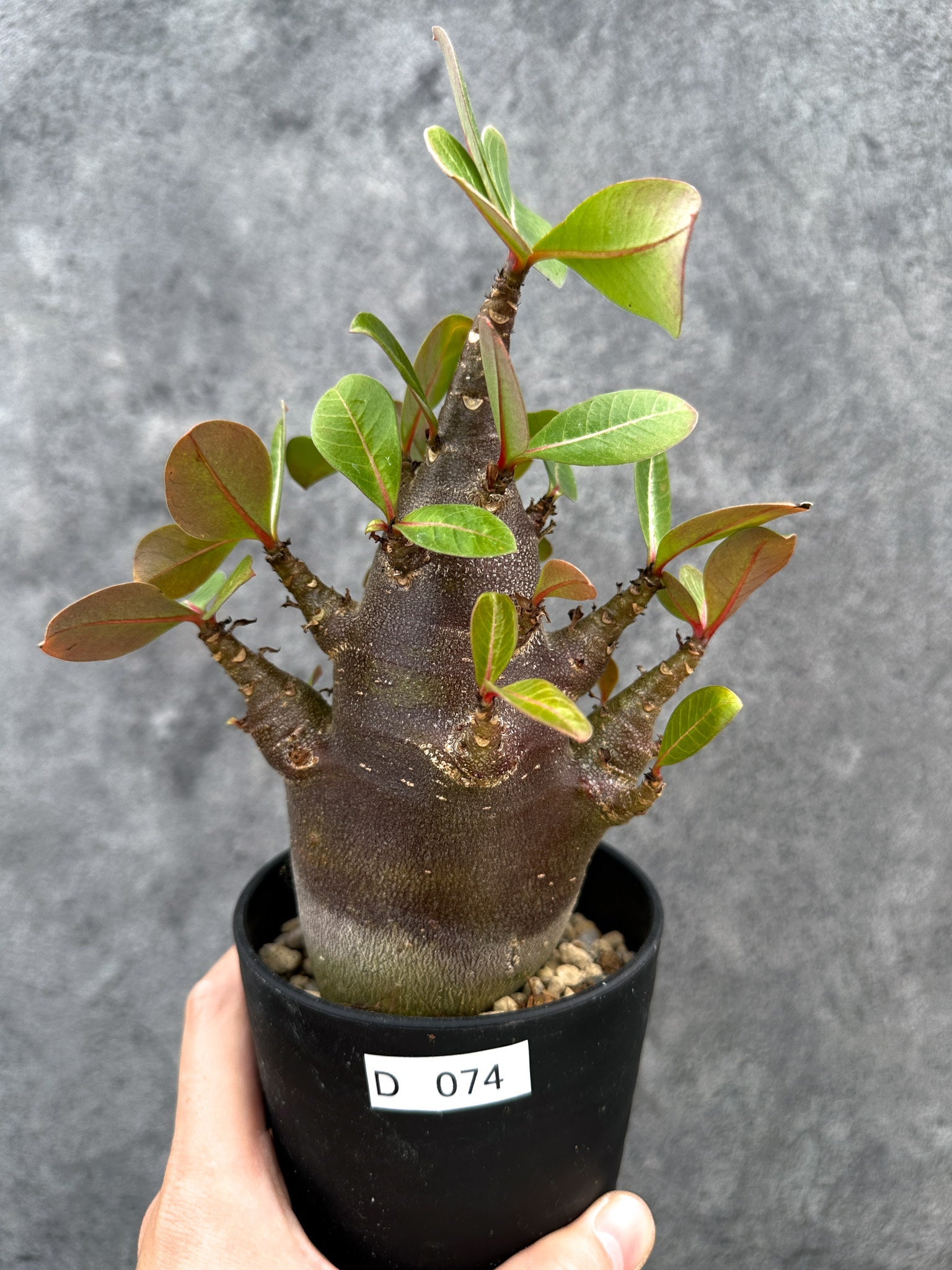 アデニウム・アラビカム ブラックスキン 実生【D74】 Adenium arabicum