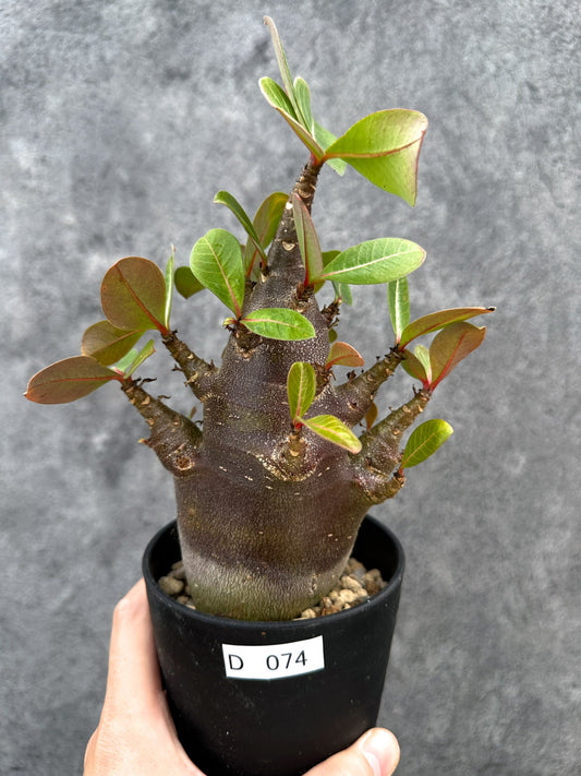 【現品限り】アデニウム・アラビカム ブラックスキン 実生【D74】 Adenium arabicum 'Black skin'