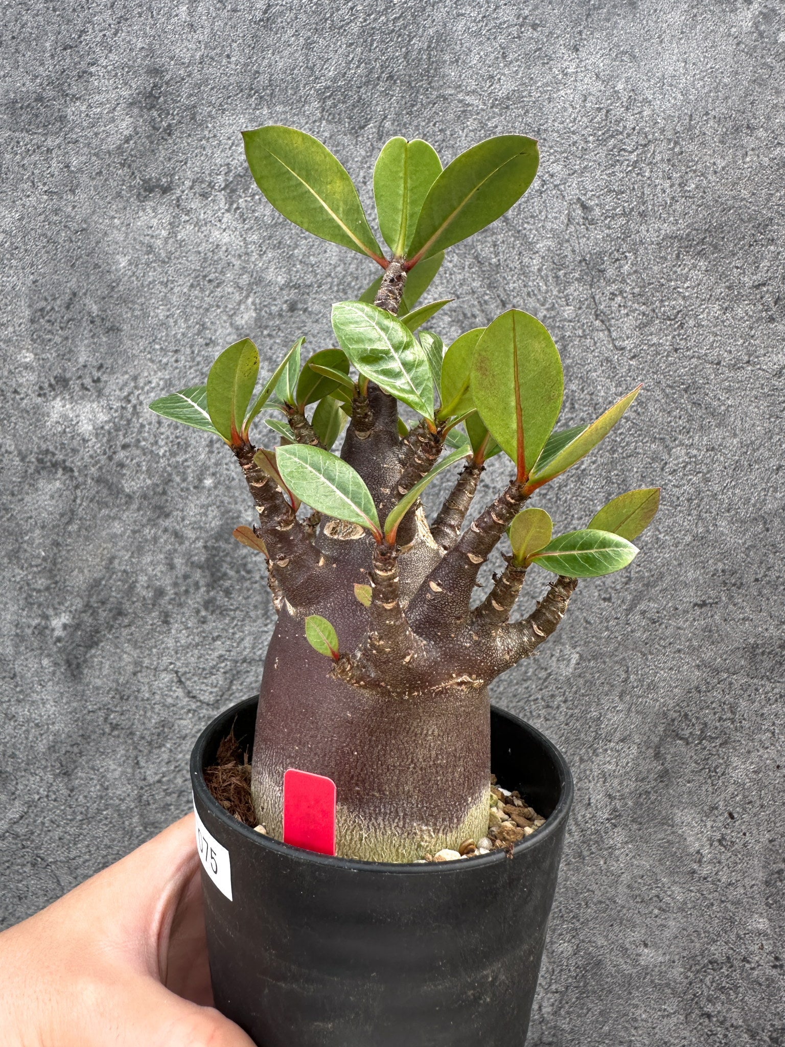アデニウム・アラビカム ブラックスキン 実生【D75】 Adenium arabicum