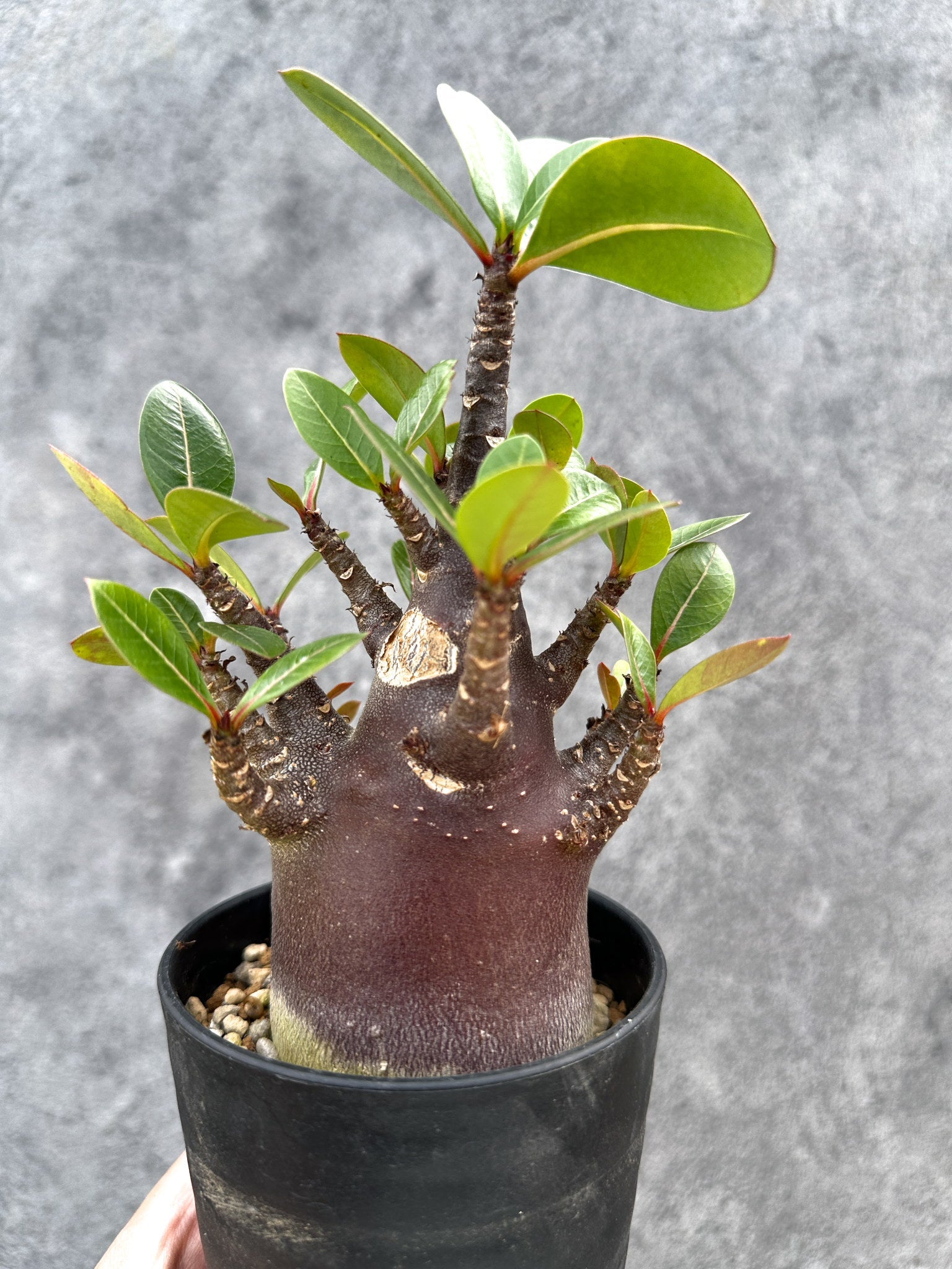 アデニウム・アラビカム ブラックスキン 実生【D75】 Adenium arabicum