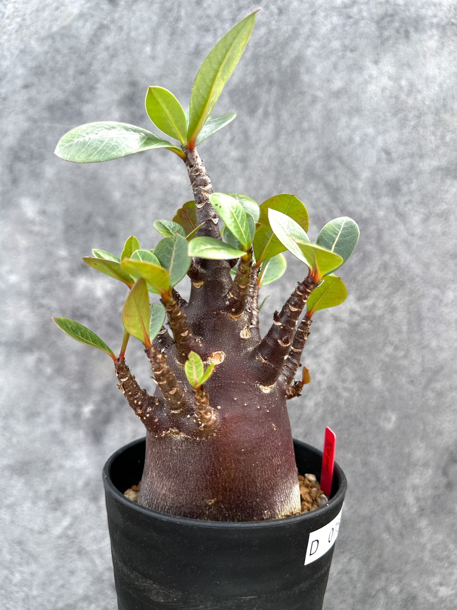 アデニウム・アラビカム ブラックスキン 実生【D75】 Adenium arabicum