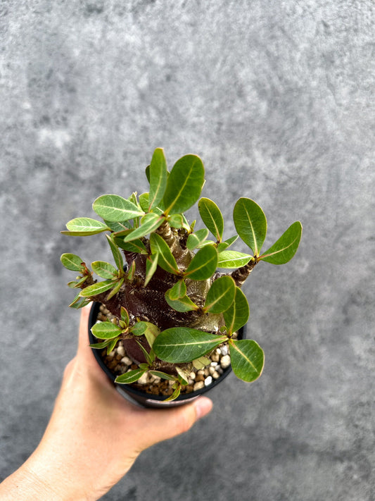 【現品限り】アデニウム・アラビカム ブラックスキン 実生【D76】 Adenium arabicum 'Black skin'