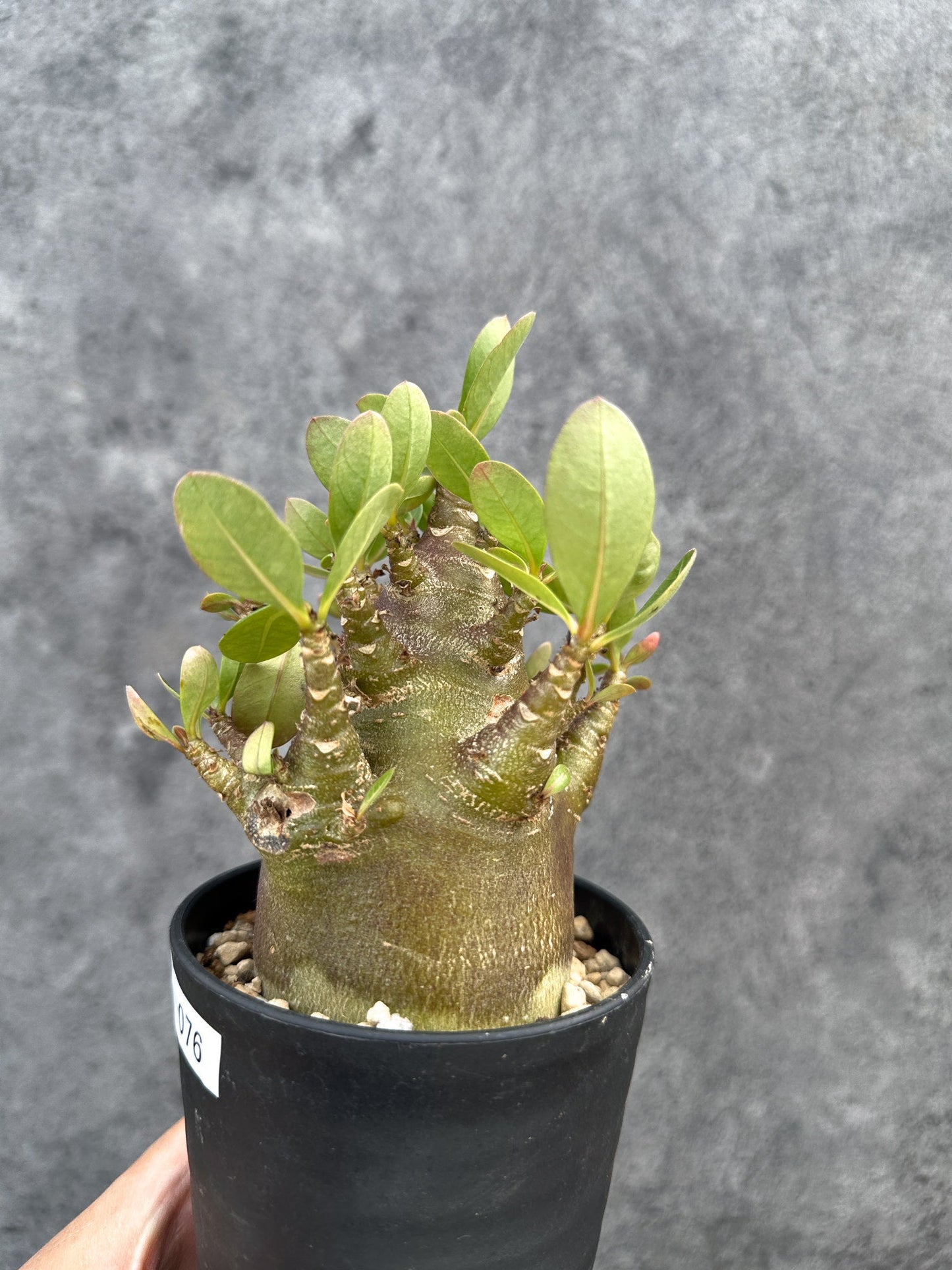 【現品限り】アデニウム・アラビカム ブラックスキン 実生【D76】 Adenium arabicum 'Black skin'