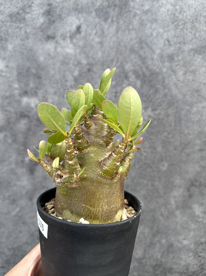 【現品限り】アデニウム・アラビカム ブラックスキン 実生【D76】 Adenium arabicum 'Black skin'