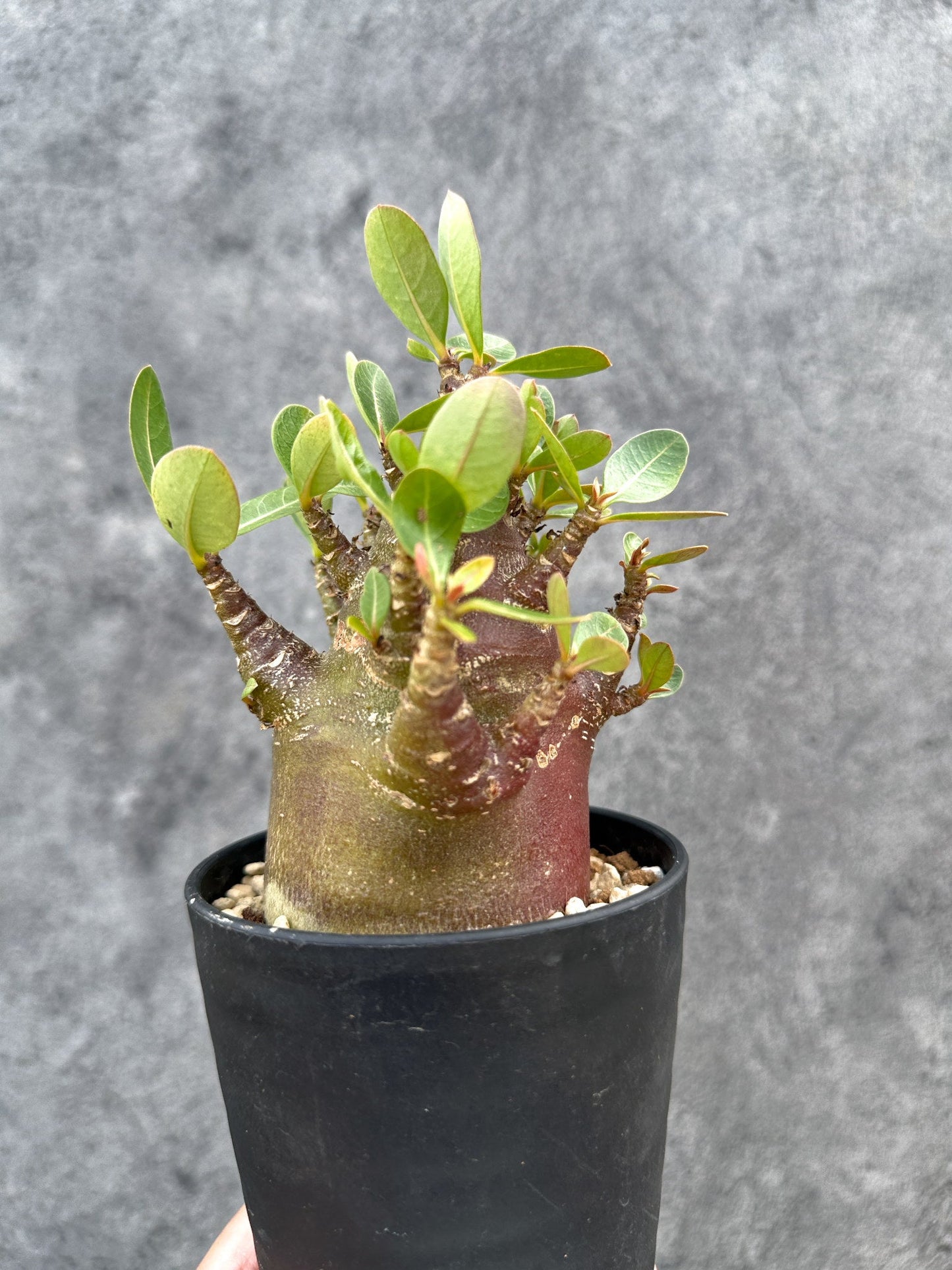 【現品限り】アデニウム・アラビカム ブラックスキン 実生【D76】 Adenium arabicum 'Black skin'