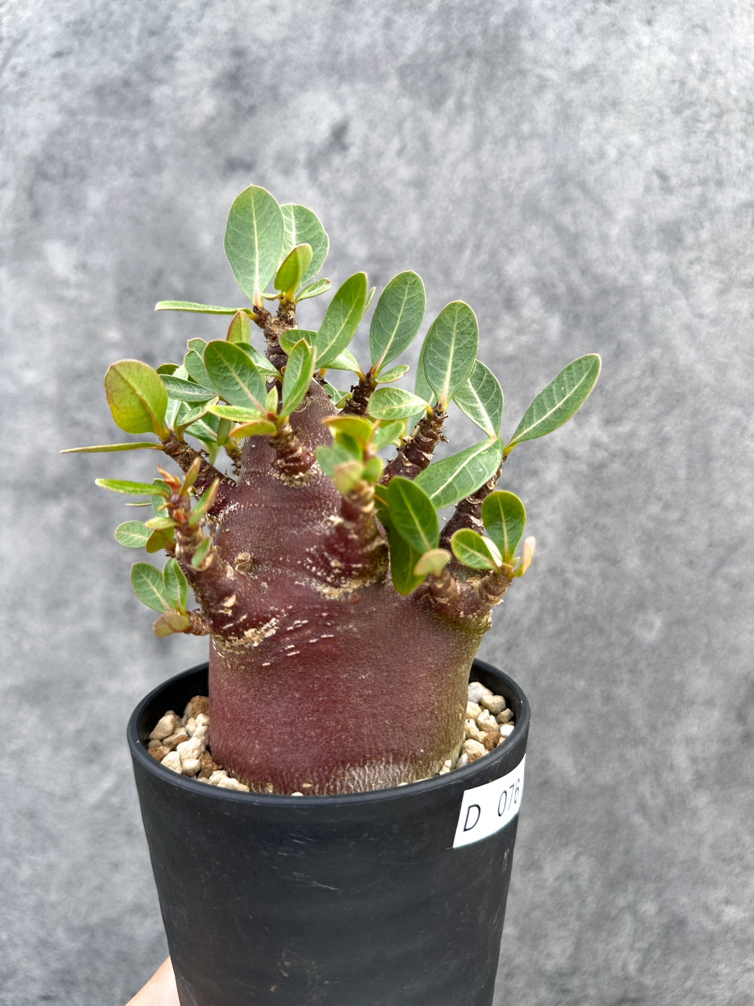 アデニウム・アラビカム ブラックスキン 実生【D76】 Adenium arabicum