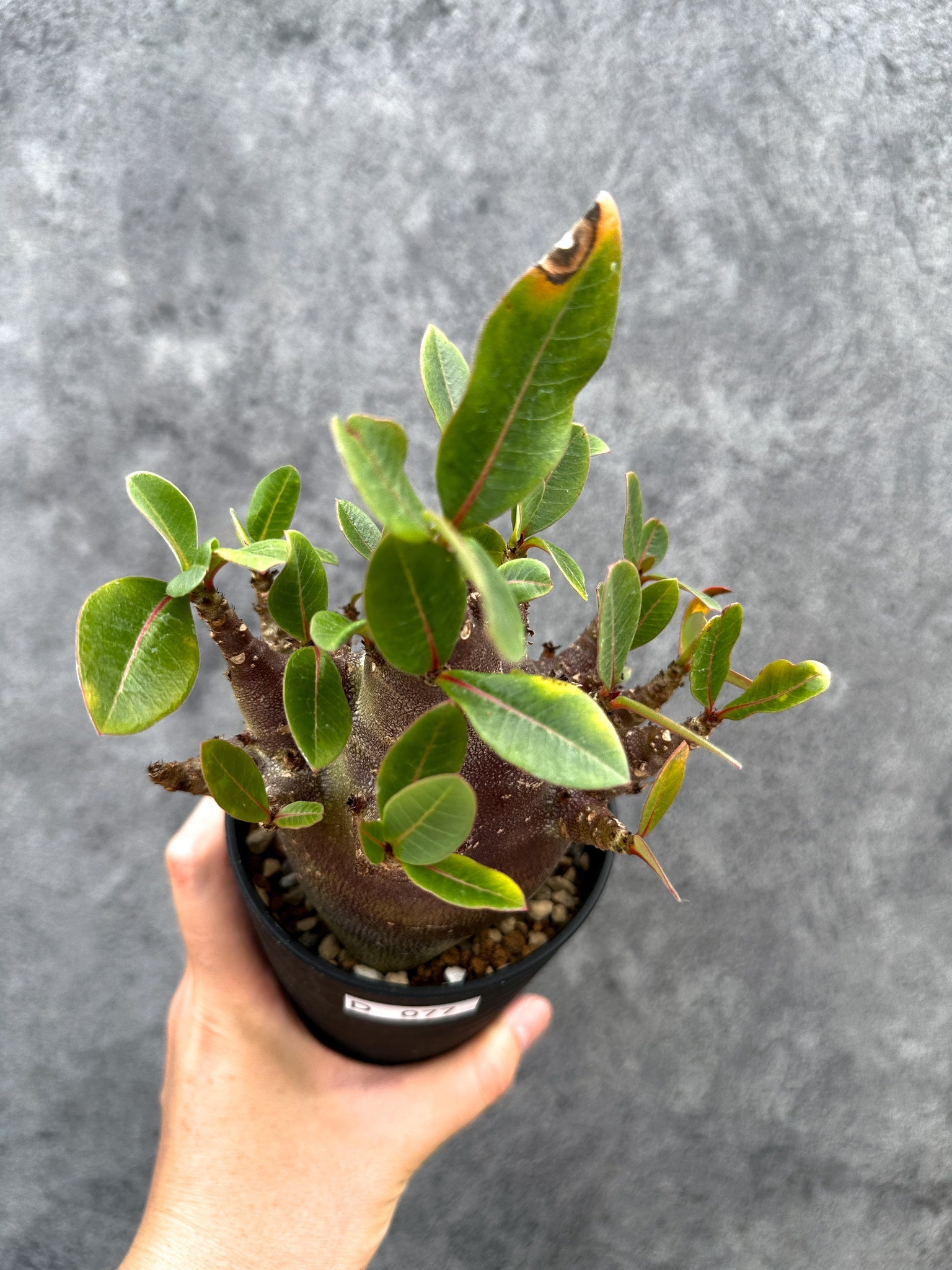 アデニウム・アラビカム ブラックスキン 実生【D77】 Adenium arabicum