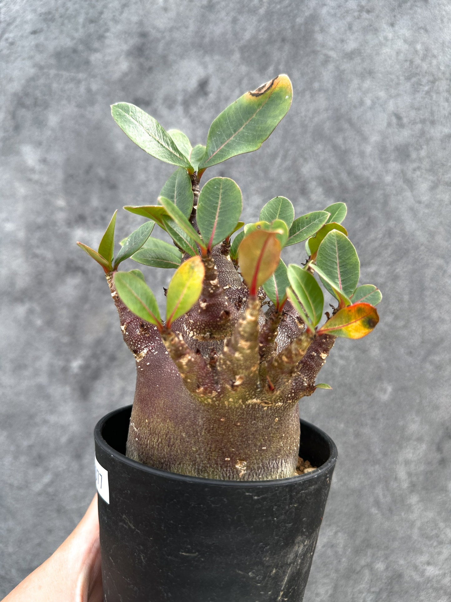 【現品限り】アデニウム・アラビカム ブラックスキン 実生【D77】 Adenium arabicum 'Black skin'