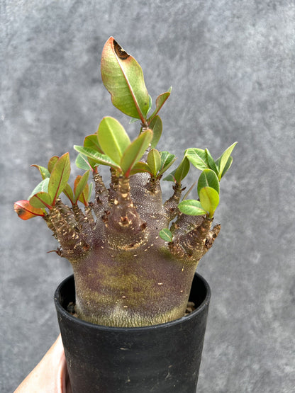 【現品限り】アデニウム・アラビカム ブラックスキン 実生【D77】 Adenium arabicum 'Black skin'
