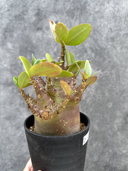 【現品限り】アデニウム・アラビカム ブラックスキン 実生【D77】 Adenium arabicum 'Black skin'