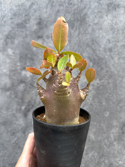 【現品限り】アデニウム・アラビカム ブラックスキン 実生【D78】 Adenium arabicum 'Black skin'
