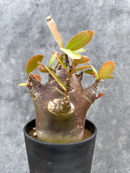 【現品限り】アデニウム・アラビカム ブラックスキン 実生【D78】 Adenium arabicum 'Black skin'