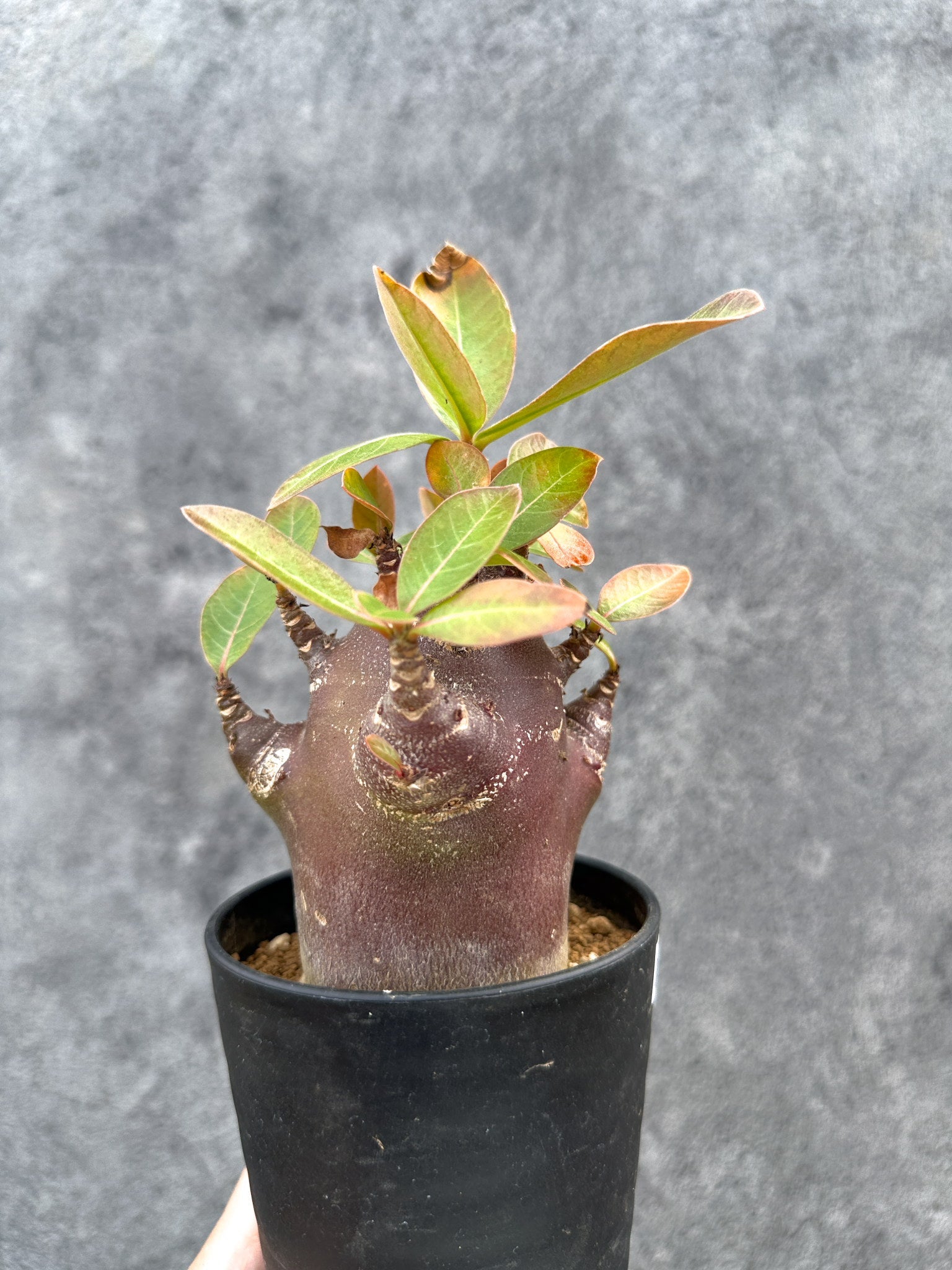 アデニウム・アラビカム ブラックスキン 実生【D78】 Adenium arabicum