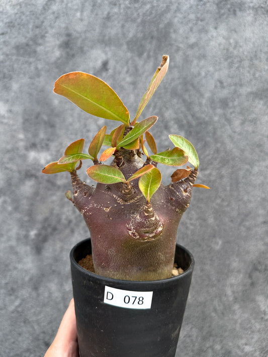 【現品限り】アデニウム・アラビカム ブラックスキン 実生【D78】 Adenium arabicum 'Black skin'