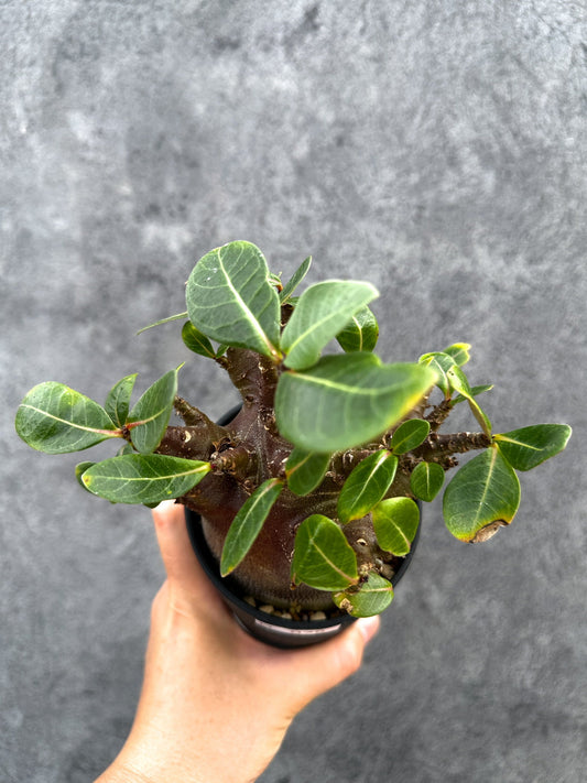 【現品限り】アデニウム・アラビカム ブラックスキン 実生【D79】 Adenium arabicum 'Black skin'