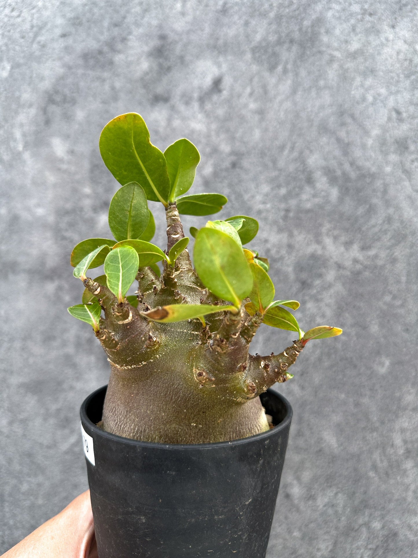 【現品限り】アデニウム・アラビカム ブラックスキン 実生【D79】 Adenium arabicum 'Black skin'