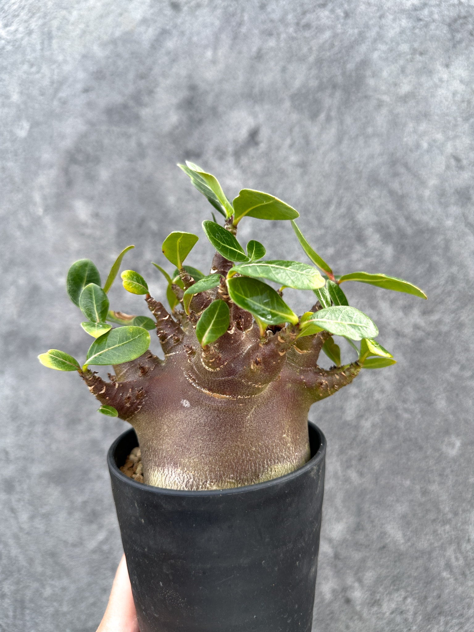 アデニウム・アラビカム ブラックスキン 実生【D79】 Adenium arabicum