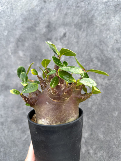 【現品限り】アデニウム・アラビカム ブラックスキン 実生【D79】 Adenium arabicum 'Black skin'