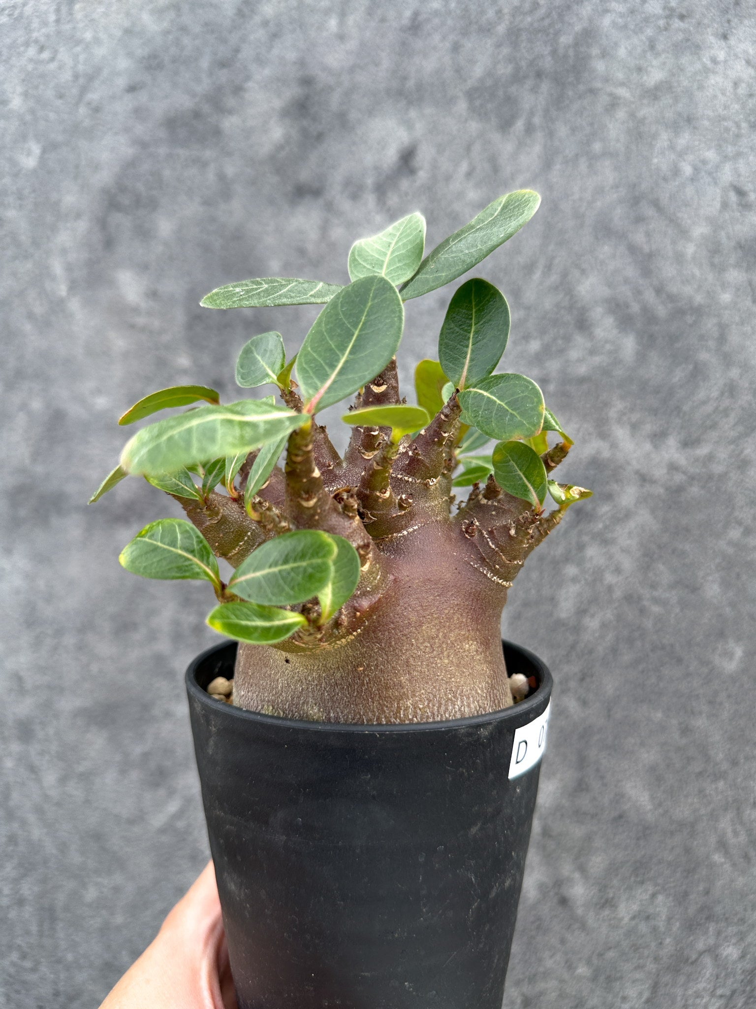 アデニウム・アラビカム ブラックスキン 実生【D79】 Adenium arabicum