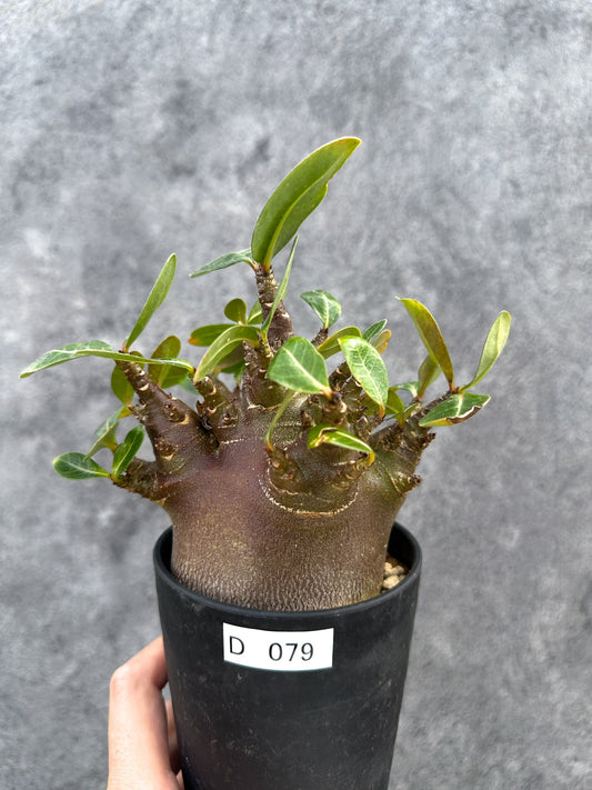 【現品限り】アデニウム・アラビカム ブラックスキン 実生【D79】 Adenium arabicum 'Black skin'