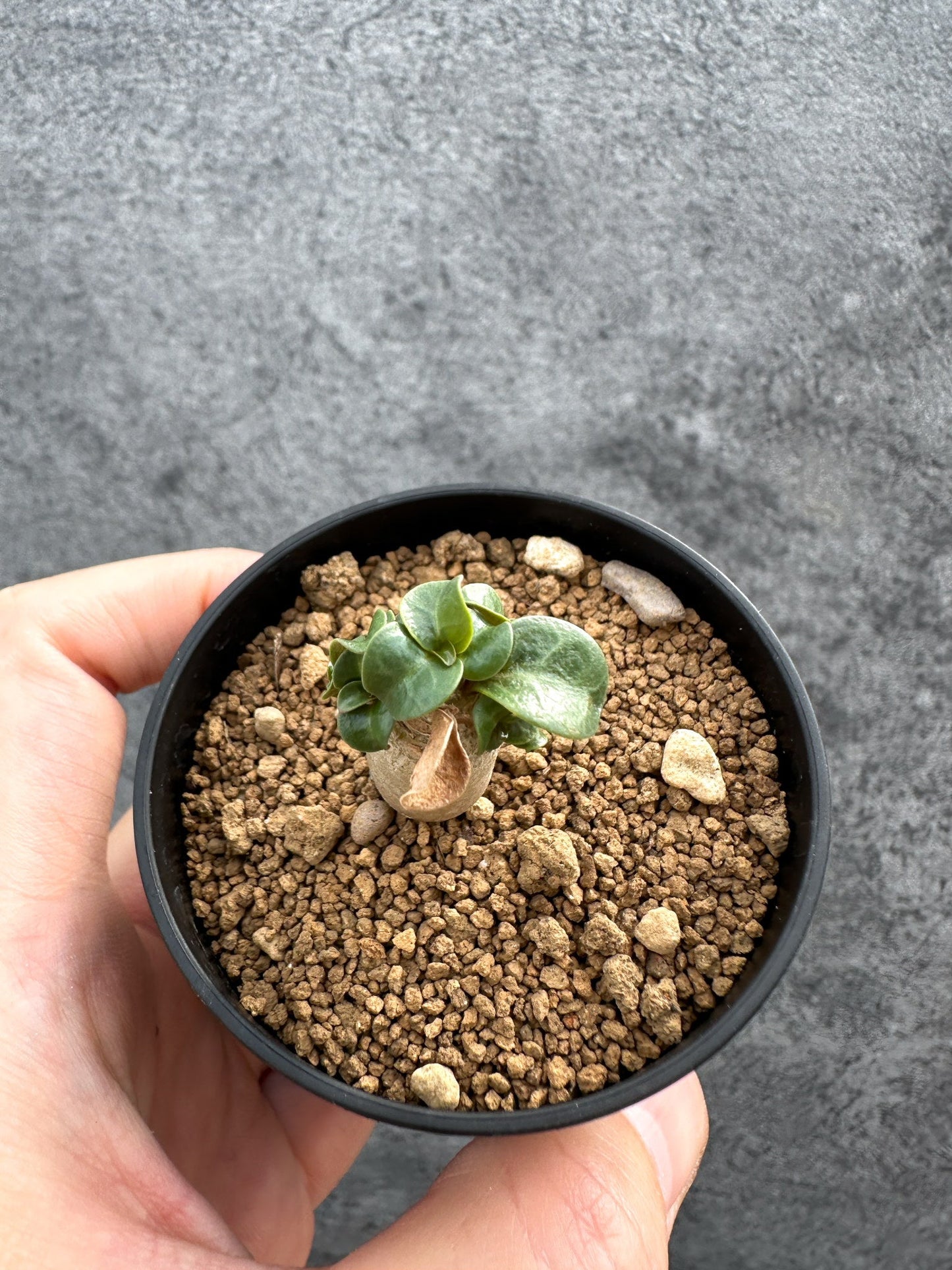【現品限り】アデニウム・DHA 獅子葉 葉巻 美肌【D7】 Adenium DHA