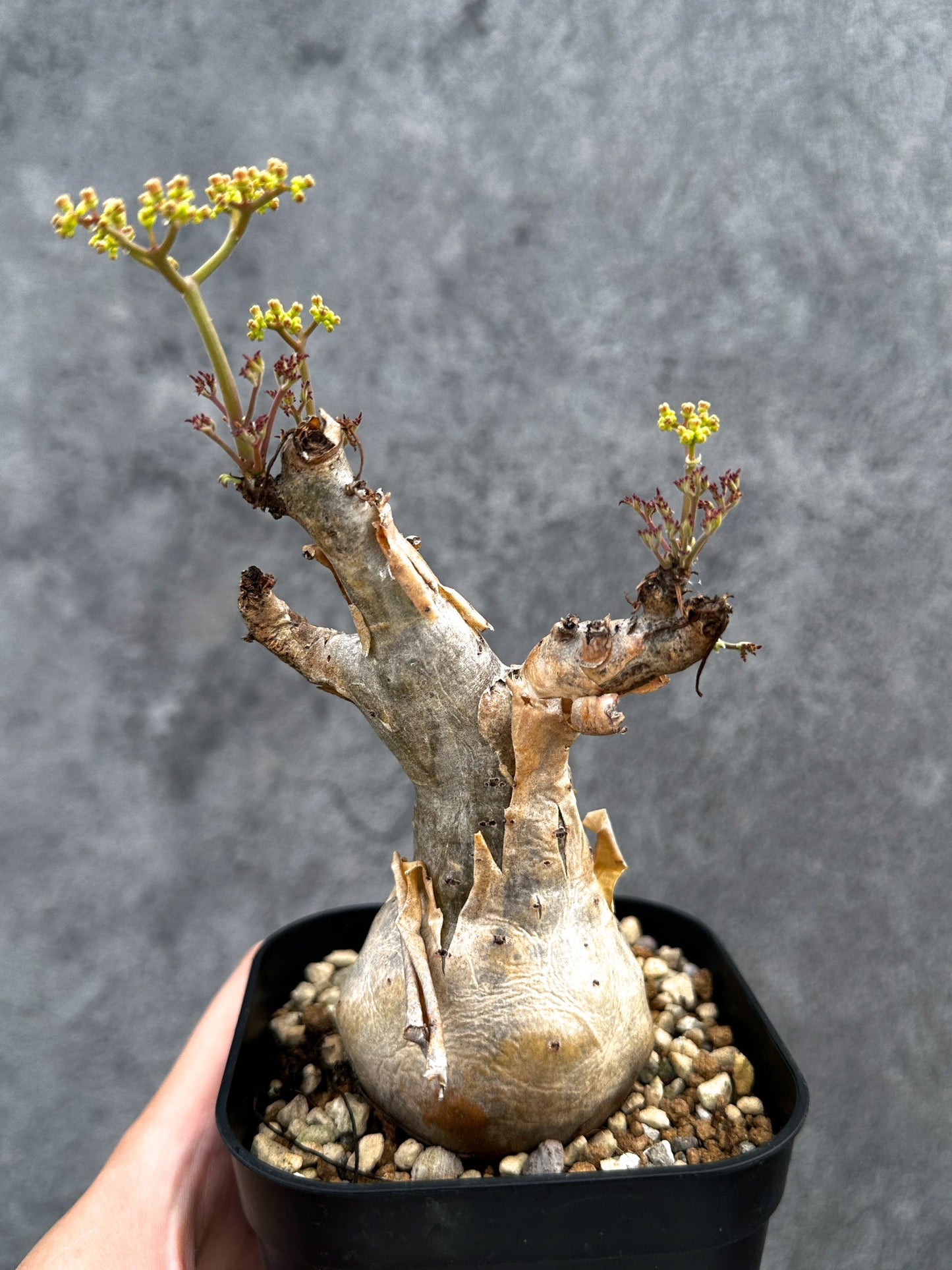 【現品限り】キフォステンマ・ベティフォルメ ナローリーフ 現地株 発根済み【D80】 Cyphostemma betiforme Somalia