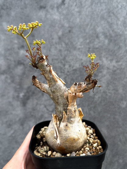 【現品限り】キフォステンマ・ベティフォルメ ナローリーフ 現地株 発根済み【D80】 Cyphostemma betiforme Somalia