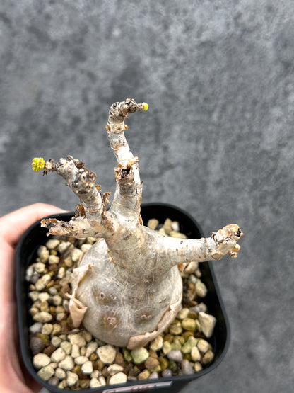 【現品限り】キフォステンマ・ベティフォルメ ナローリーフ 現地株 発根済み【D81】 Cyphostemma betiforme Somalia