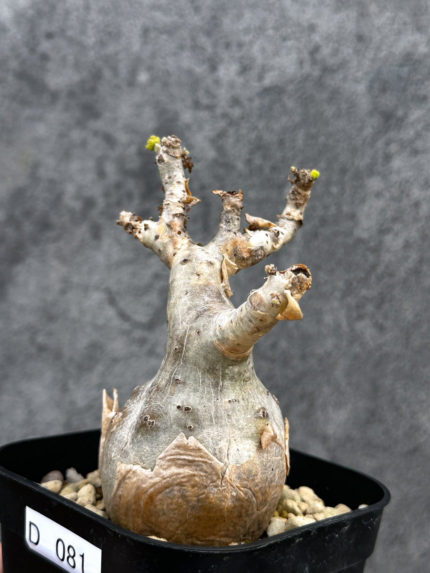 【現品限り】キフォステンマ・ベティフォルメ ナローリーフ 現地株 発根済み【D81】 Cyphostemma betiforme Somalia