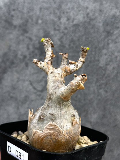 【現品限り】キフォステンマ・ベティフォルメ ナローリーフ 現地株 発根済み【D81】 Cyphostemma betiforme Somalia