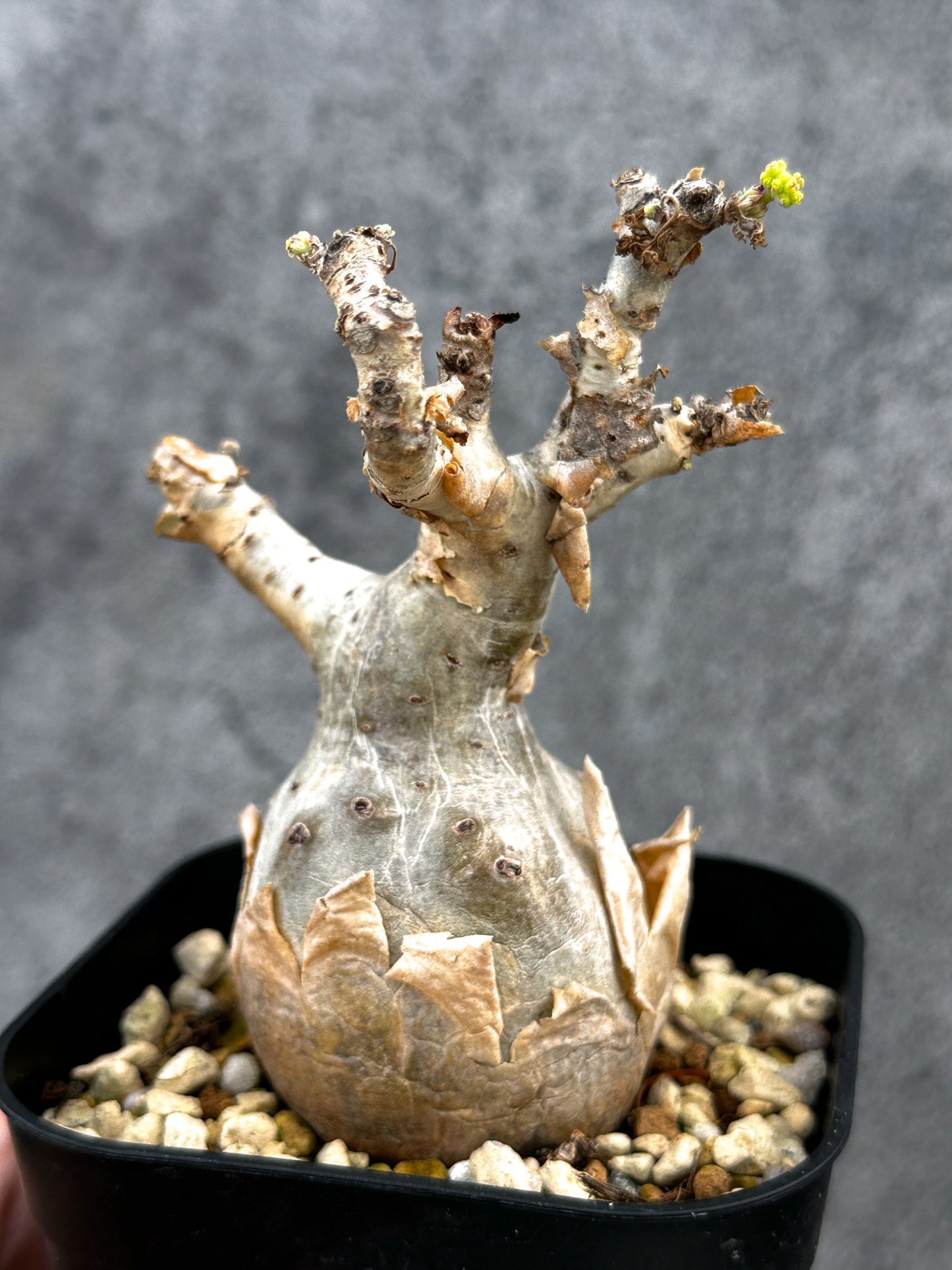 【現品限り】キフォステンマ・ベティフォルメ ナローリーフ 現地株 発根済み【D81】 Cyphostemma betiforme Somalia
