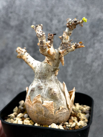 【現品限り】キフォステンマ・ベティフォルメ ナローリーフ 現地株 発根済み【D81】 Cyphostemma betiforme Somalia