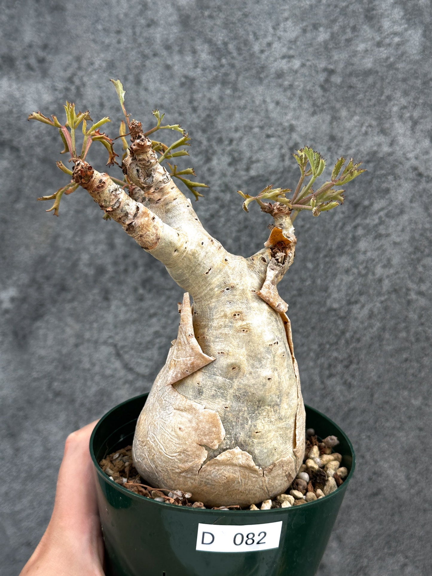【現品限り】キフォステンマ・ベティフォルメ ナローリーフ 現地株 発根済み【D82】 Cyphostemma betiforme Somalia
