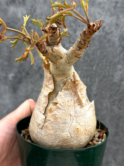 【現品限り】キフォステンマ・ベティフォルメ ナローリーフ 現地株 発根済み【D82】 Cyphostemma betiforme Somalia