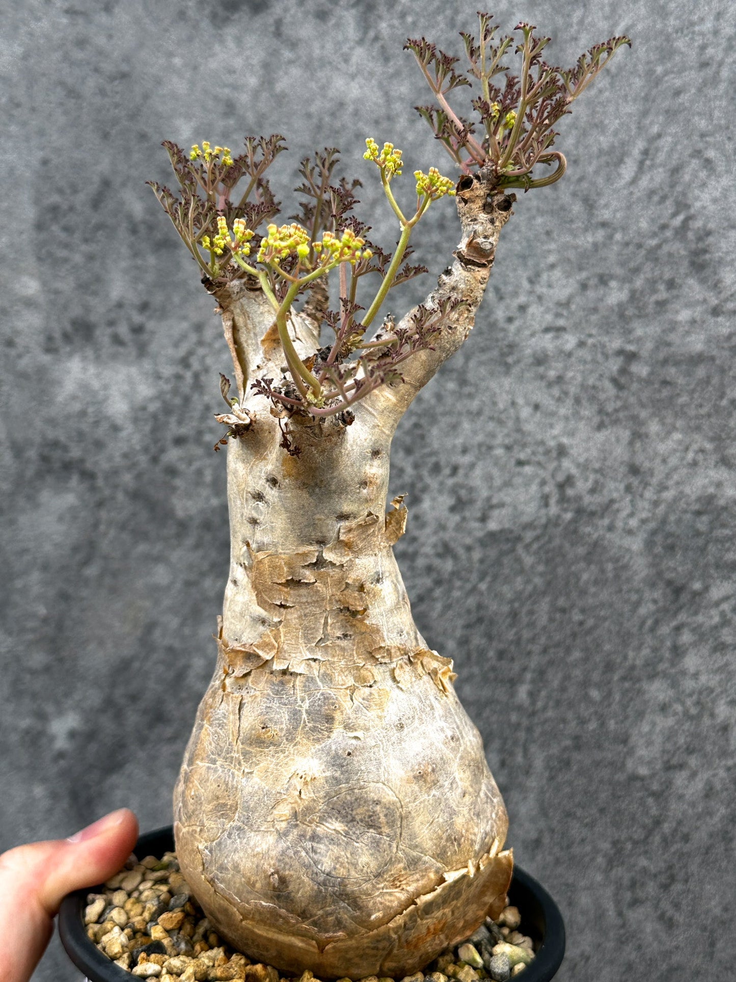 【現品限り】キフォステンマ・ベティフォルメ ナローリーフ 現地株 発根済み【D83】 Cyphostemma betiforme Somalia