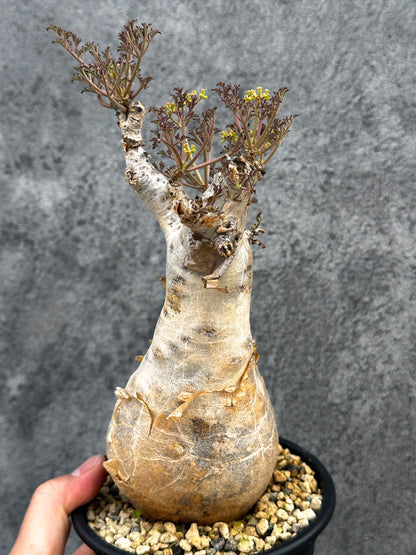 【現品限り】キフォステンマ・ベティフォルメ ナローリーフ 現地株 発根済み【D83】 Cyphostemma betiforme Somalia