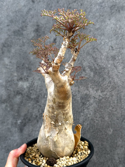 【現品限り】キフォステンマ・ベティフォルメ ナローリーフ 現地株 発根済み【D84】 Cyphostemma betiforme Somalia