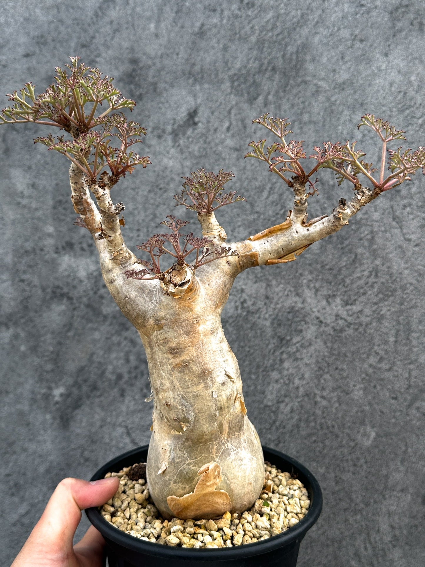 【現品限り】キフォステンマ・ベティフォルメ ナローリーフ 現地株 発根済み【D84】 Cyphostemma betiforme Somalia