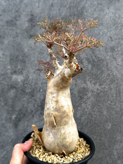 【現品限り】キフォステンマ・ベティフォルメ ナローリーフ 現地株 発根済み【D84】 Cyphostemma betiforme Somalia