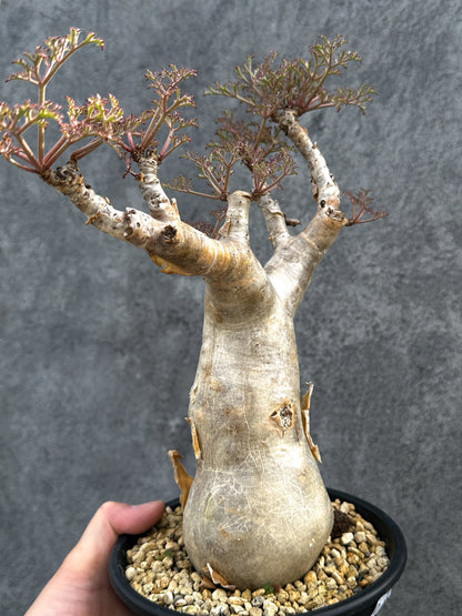 【現品限り】キフォステンマ・ベティフォルメ ナローリーフ 現地株 発根済み【D84】 Cyphostemma betiforme Somalia