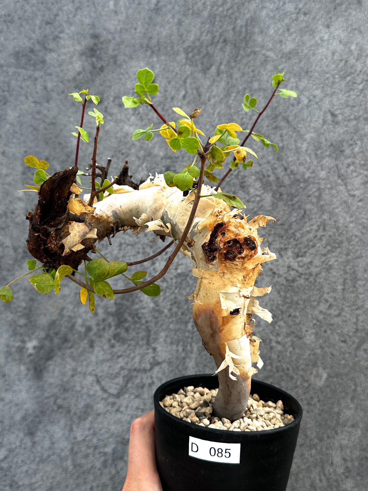 コミフォラ(Commiphora) – プラントブラザーズ