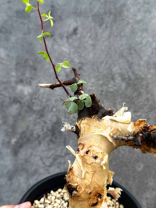 【現品限り】コミフォラ・カタフ ソマリア ピュア 現地株 発根済み【D86】 Commiphora kataf Somalia