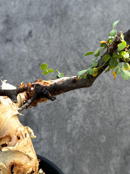 【現品限り】コミフォラ・カタフ ソマリア ピュア 現地株 発根済み【D86】 Commiphora kataf Somalia