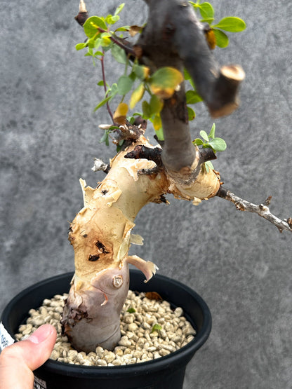 【現品限り】コミフォラ・カタフ ソマリア ピュア 現地株 発根済み【D86】 Commiphora kataf Somalia