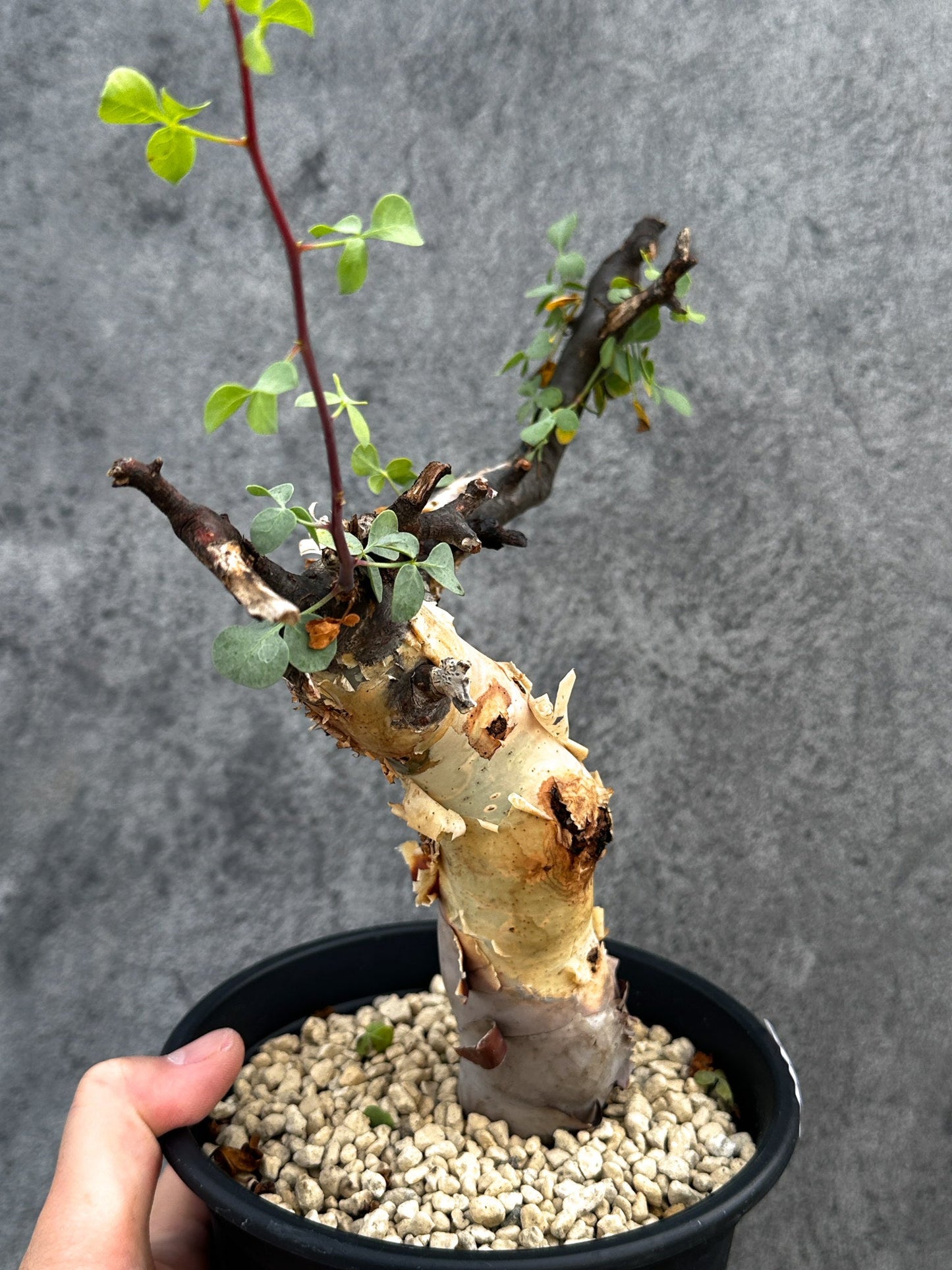 【現品限り】コミフォラ・カタフ ソマリア ピュア 現地株 発根済み【D86】 Commiphora kataf Somalia
