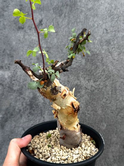 【現品限り】コミフォラ・カタフ ソマリア ピュア 現地株 発根済み【D86】 Commiphora kataf Somalia