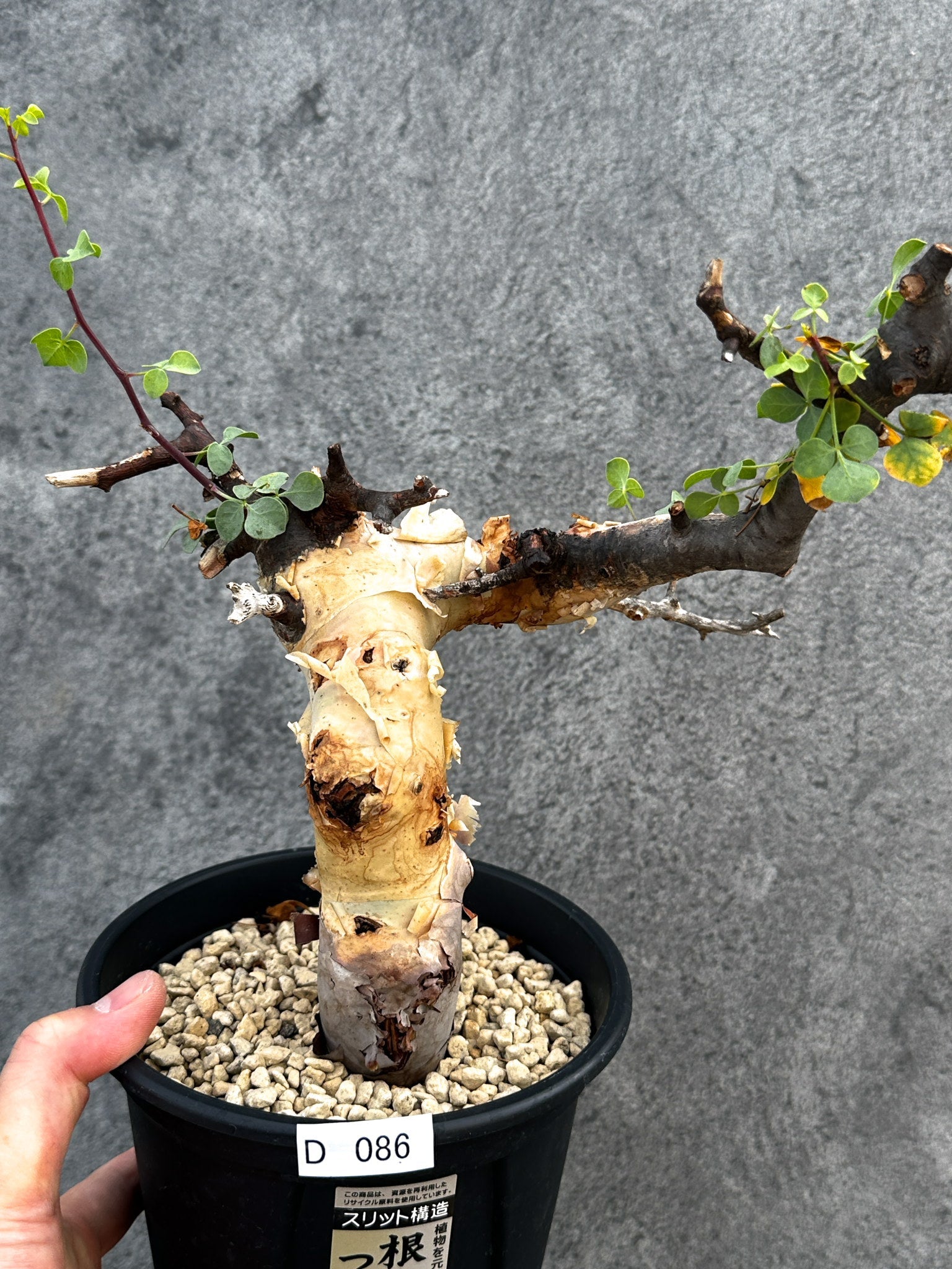 コミフォラ(Commiphora) – プラントブラザーズ