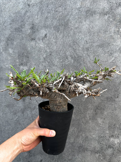 【現品限り】ボスウェリア・ネグレクタ ブラックスキン 現地株【D87】 Boswellia neglecta