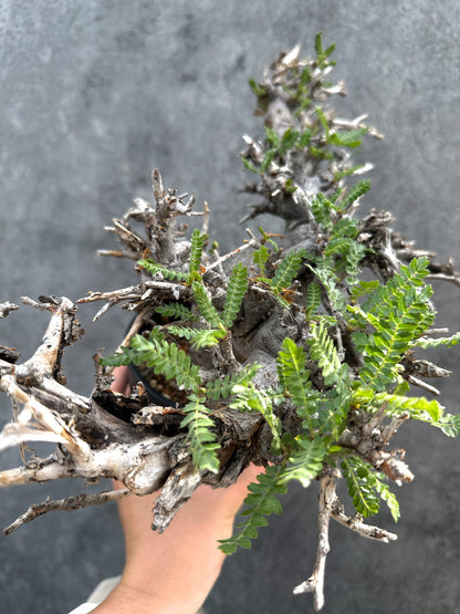 【現品限り】ボスウェリア・ネグレクタ ブラックスキン 現地株【D87】 Boswellia neglecta