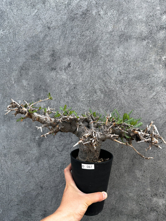 【現品限り】ボスウェリア・ネグレクタ ブラックスキン 現地株【D87】 Boswellia neglecta
